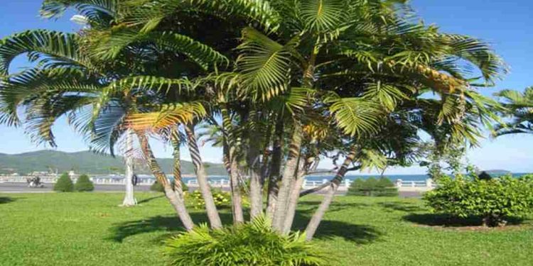 Cách trồng cây dừa