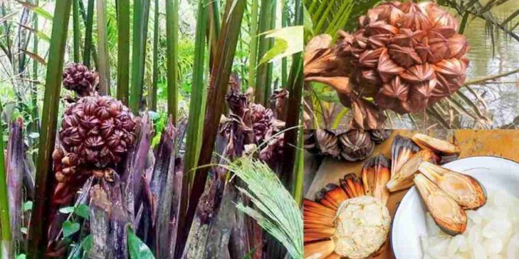 Cách chọn vùng trồng dừa nước hiệu quả.