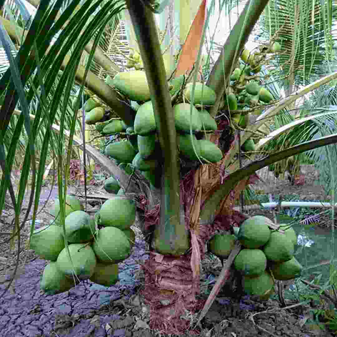 Các bước cơ bản để trồng cây dừa sáp: