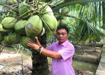 Phương pháp trồng cây dừa sáp hiệu quả: 