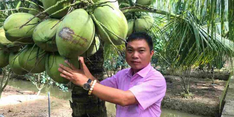 Phương pháp trồng cây dừa sáp hiệu quả: