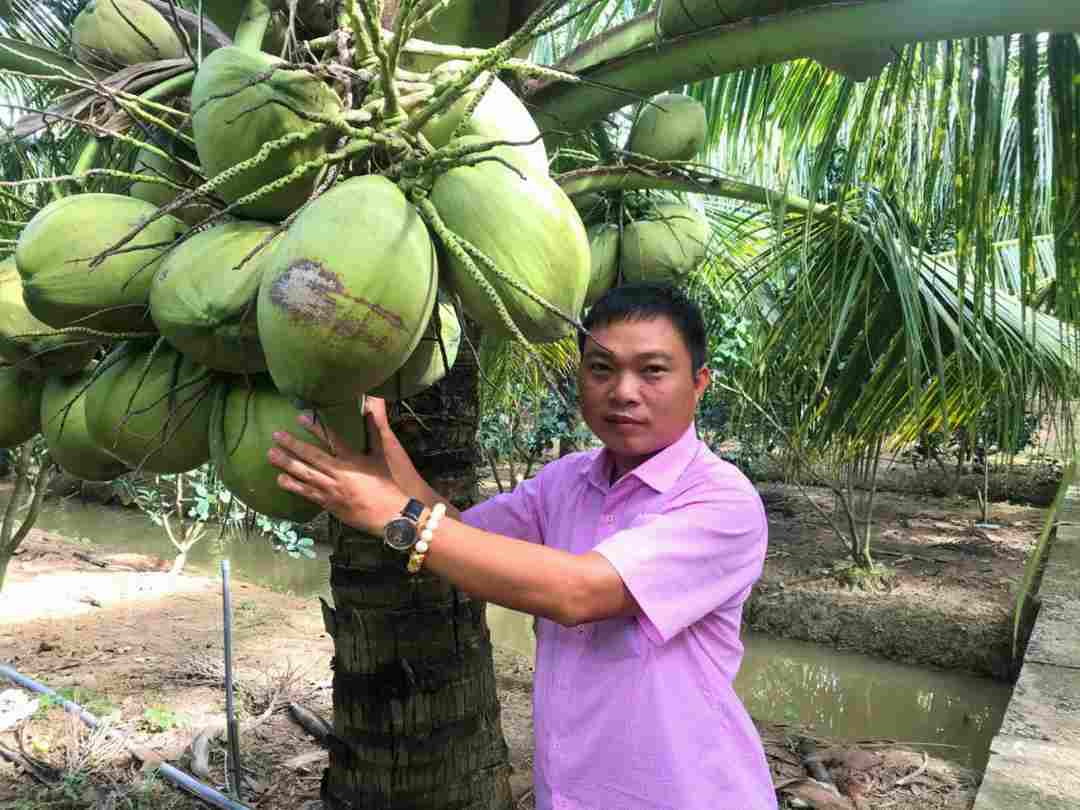 Phương pháp trồng cây dừa sáp hiệu quả: 