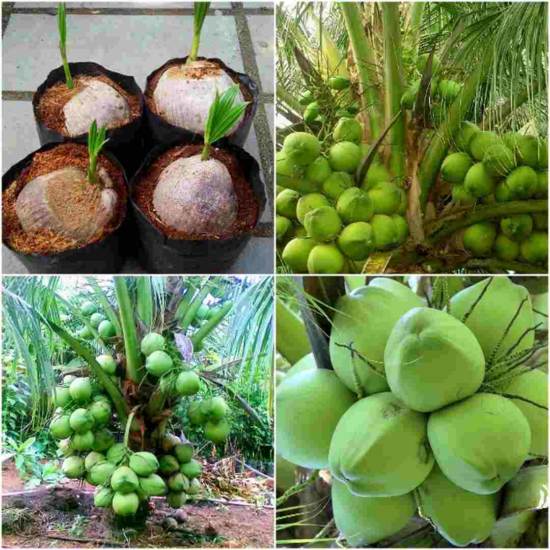 Cách trồng cây dừa xiêm hiệu quả.