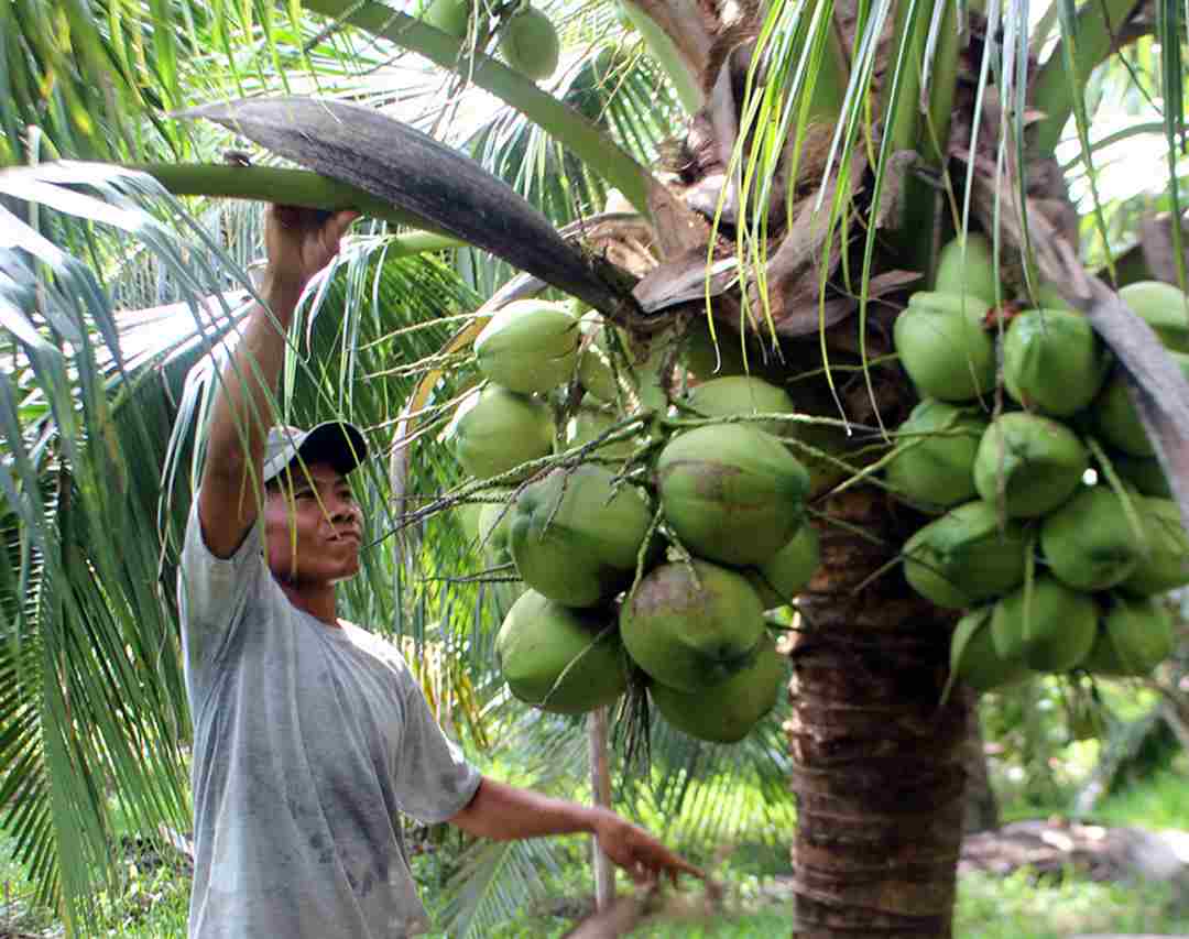 Cách chăm sóc cây dừa xiêm sau khi trồng.
