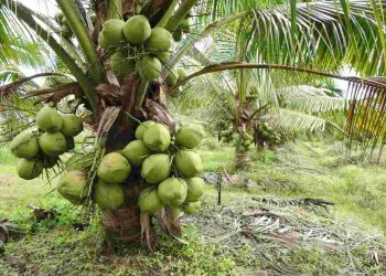 Cách làm cho dừa xiêm khỏe mạnh và bền vững.