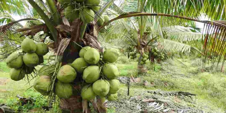 Cách làm cho dừa xiêm khỏe mạnh và bền vững.