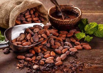 Tại Sao Cacao Là Một Thực Phẩm Bổ Dưỡng?
