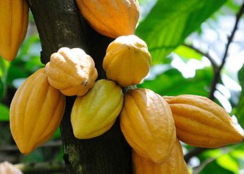 Nguồn gốc của cây cacao