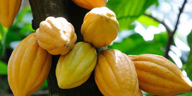 Nguồn gốc của cây cacao