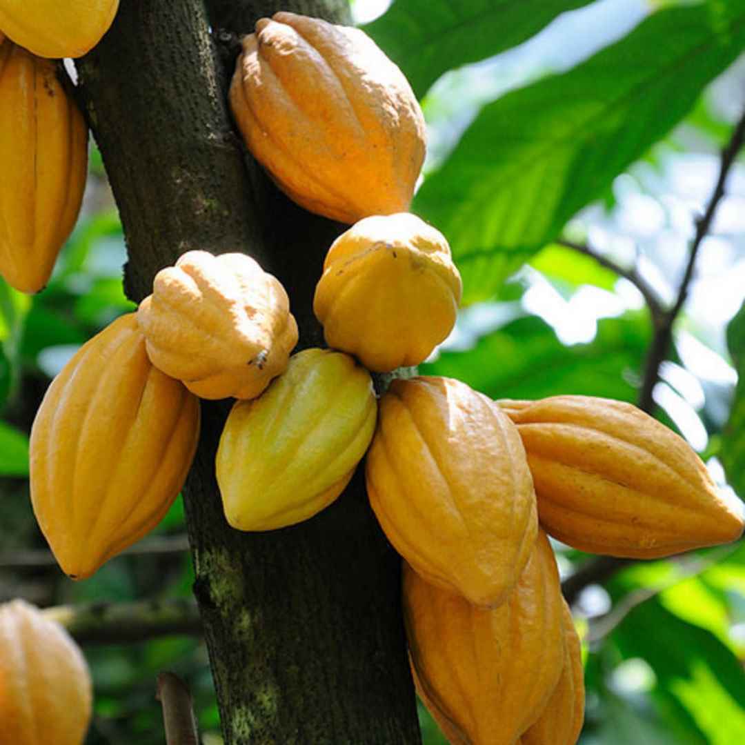 Nguồn gốc của cây cacao