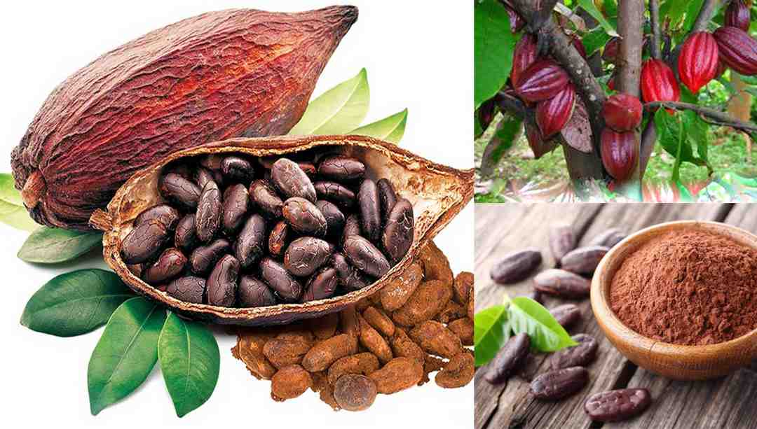 Quy trình chăm sóc và nuôi dưỡng cây cacao