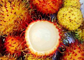 Tìm hiểu các loại chôm chôm và giá cả phù hợp