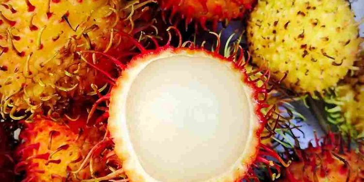 Tìm hiểu các loại chôm chôm và giá cả phù hợp