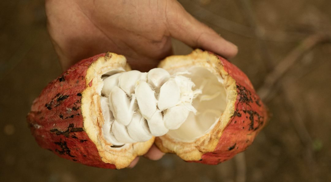 Cacao Là Một Nguồn Dinh Dưỡng Quý Giá