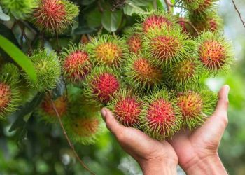 Các bước cơ bản để trồng chôm chôm hiệu quả