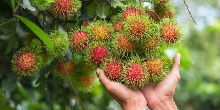 Các bước cơ bản để trồng chôm chôm hiệu quả