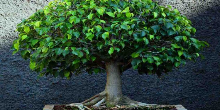 Cẩm nang chăm sóc cây tươi tốt, khỏe mạnh từ A đến Z