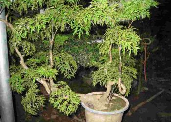 Cây đinh lăng lá tròn