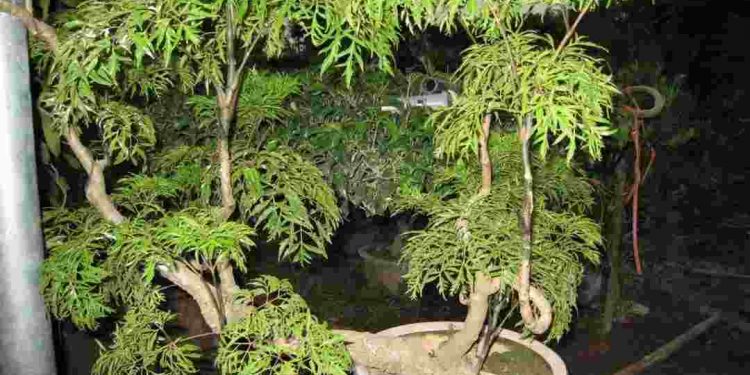 Cây đinh lăng lá tròn