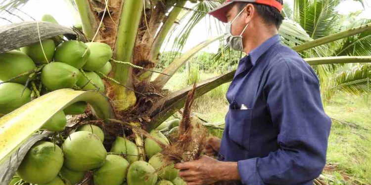 Giống dừa có hình dáng lùn