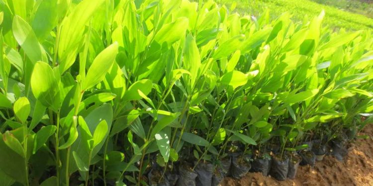 Giống cây keo vàng dễ trồng và chăm sóc