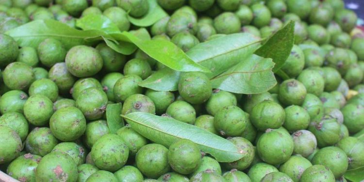 Quả sấu to tròn và có màu xanh 