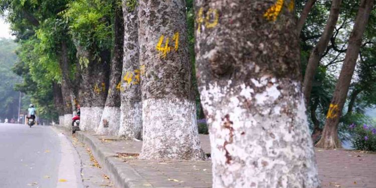 Xà cừ làm môi trường không khí trong sạch