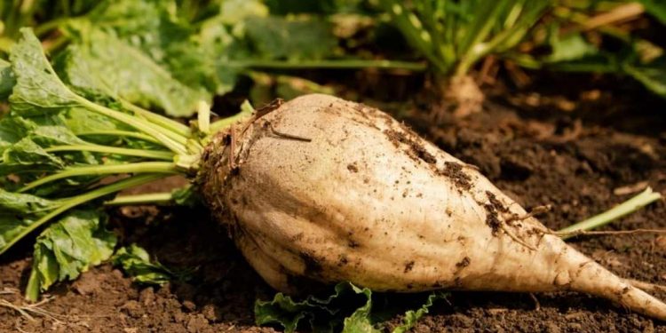 Món nhân sâm mùa đông của người nghèo