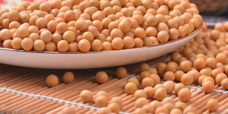 những thông tin hữu ích về loại cây họ đậu