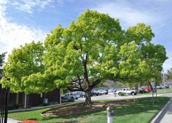 Long não là loại gỗ lớn được dùng làm dược liệu