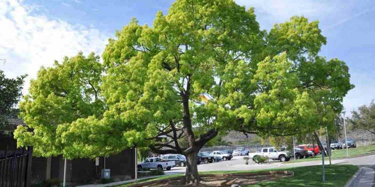 Long não là loại gỗ lớn được dùng làm dược liệu