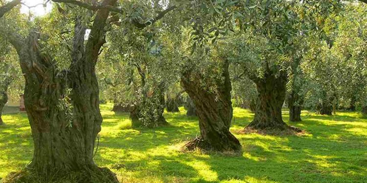 Một loài cây thần dược mà thiên nhiên ban tặng