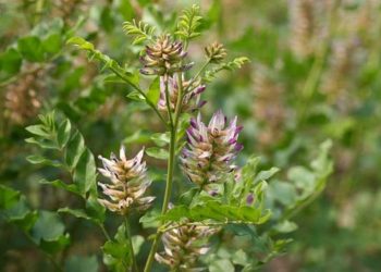 Dược liệu quý để chữa bệnh với vị ngọt đặc trưng