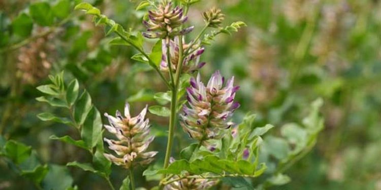 Dược liệu quý để chữa bệnh với vị ngọt đặc trưng