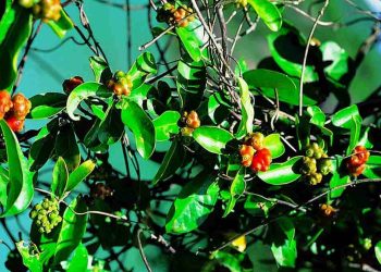 Cây Ba Kích có mặt ở nhiều nơi