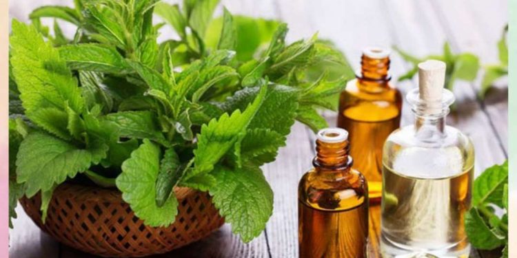 Cây bạc hà với nhiều công dụng trong thực thẩm và y học