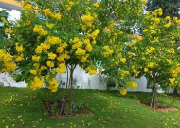 Cây Chuông Vàng rất ưa thích sống ở vùng khí hậu nhiệt đới