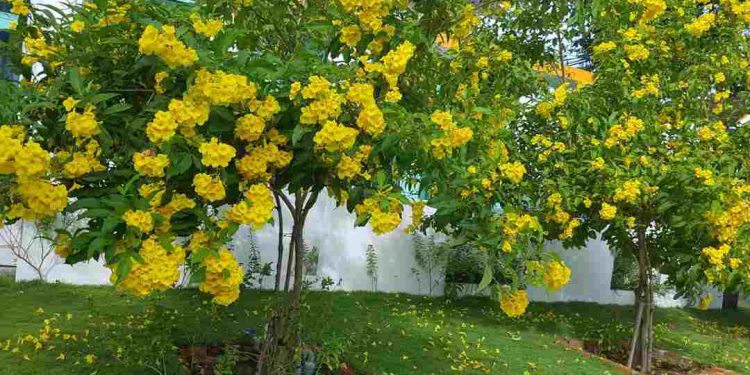 Cây Chuông Vàng rất ưa thích sống ở vùng khí hậu nhiệt đới