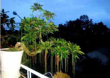 Lộc vừng mang lại bình an cho gia chủ 