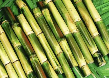 Cây mía đã được trồng từ rất lâu