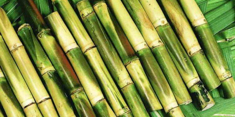 Cây mía đã được trồng từ rất lâu