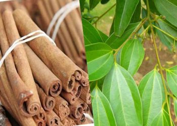 Các bộ phận của cây quế đều có giá trị, công dụng riêng