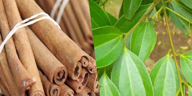 Các bộ phận của cây quế đều có giá trị, công dụng riêng