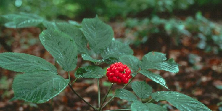 Hai bộ phận thường được dùng để chữa bệnh là củ và hoa tam thất