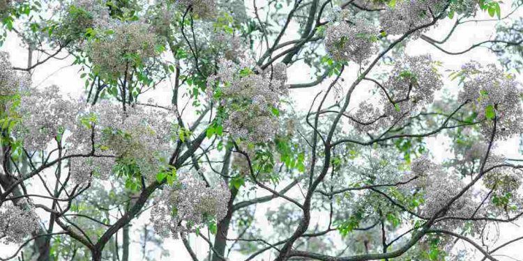 Cây xoan là nét đặc trưng trước nhà của những vùng quê phía Bắc