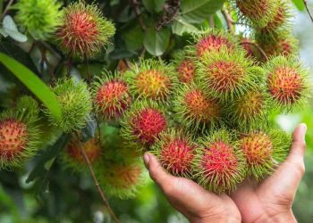 Chôm chôm là cây ăn quả được ưa thích tại Việt Nam