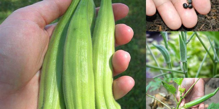 Kỹ thuật trồng đậu bắp đúng kỹ thuật, năng suất cao