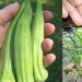 Kỹ thuật trồng đậu bắp đúng kỹ thuật, năng suất cao