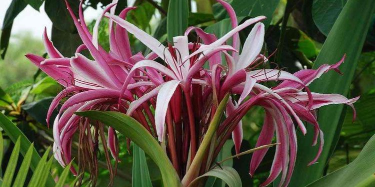 Cây trinh nữ hoàng cung với công dụng to lớn