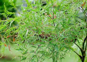 Tác dụng cây đinh lăng